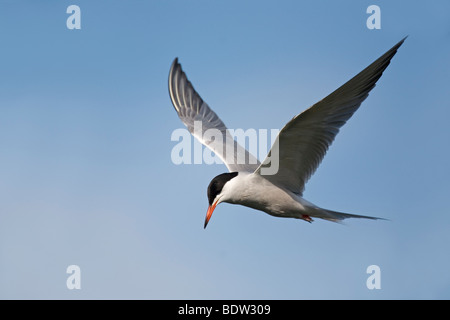 Flussseeschwalbe - Brutkleid / Seeschwalbe - Sommerkleid (Sterna Hirundo) Stockfoto