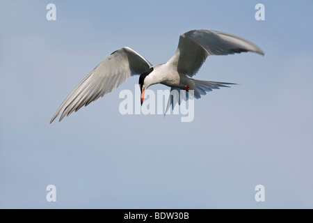 Flussseeschwalbe - Brutkleid / Seeschwalbe - Sommerkleid (Sterna Hirundo) Stockfoto