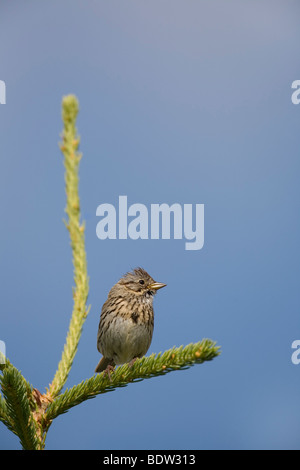 Singammer, Singammer (Melospiza Melodia) Stockfoto