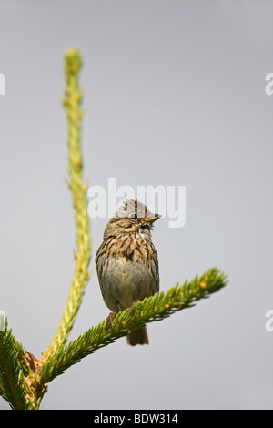 Singammer, Singammer (Melospiza Melodia) Stockfoto