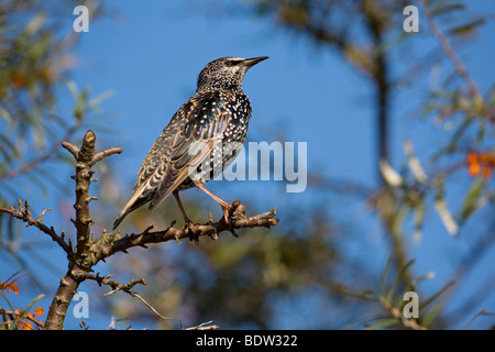 Starling & Sanddorn / Sturnus Vulgaris & Hippophae Rhamnoides Stockfoto