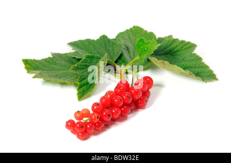 Frische Beeren des roten Johannisbeeren (Ribes Rubrum) mit Blättern Stockfoto