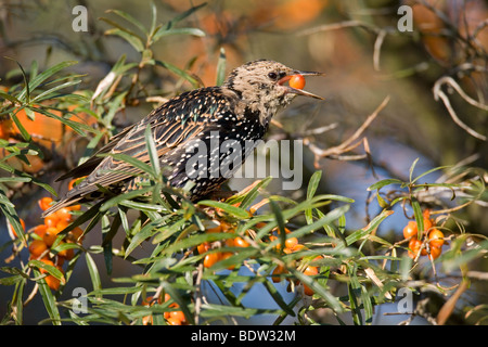 Starling & Sanddorn / Sturnus Vulgaris & Hippophae Rhamnoides Stockfoto