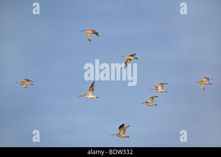 Grosser Brachvogel, Brachvogel (Numenius Arquata) Stockfoto