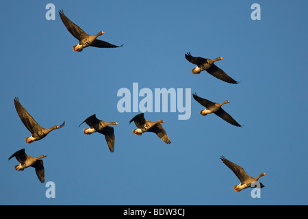 Fliegender Schwarm Blaessgaense (Anser Albifrons), Schwarm Gänse Stockfoto