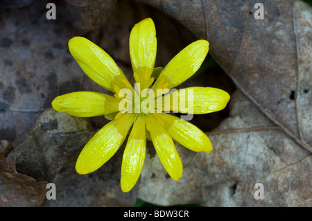 Scharbockskraut (Ranunculus ficaria) Stockfoto