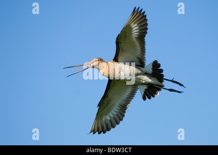 Uferschnepfe (Limosa Limosa) Im Flug Vor Blauem Himmel, Fliegend, Flug, Balzflug, Revier, Wiesenvogel, Uferschnepfe Stockfoto