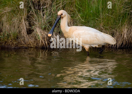 Löffler (Platalea Leucorodiam) Bei der Nahrungssuche, gemeinsame Löffler Stockfoto