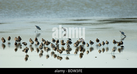 Pfuhlschnepfe (Limosa Lapponica) Im Watt Bei Ebbe, Bar-tailed Uferschnepfe Stockfoto