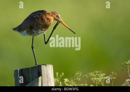 Uferschnepfe (Limosa Limosa) Uferschnepfe Stockfoto