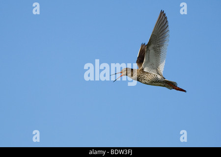 Rotschenkel (Tringa Totanus) gemeinsame Rotschenkel Stockfoto