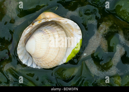 Herzmuscheln an einem Strand in den Niederlanden Stockfoto