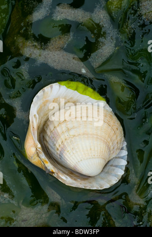 Herzmuscheln an einem Strand in den Niederlanden Stockfoto