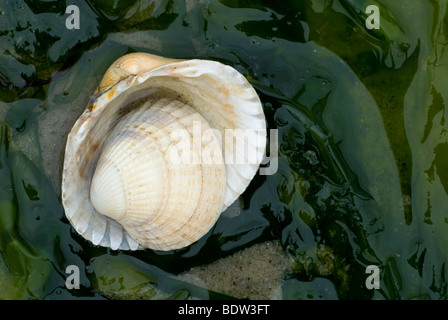 Herzmuscheln an einem Strand in den Niederlanden Stockfoto