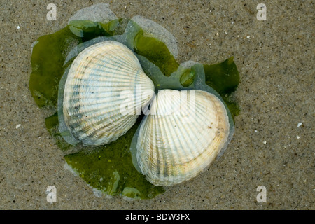 Herzmuscheln an einem Strand in den Niederlanden Stockfoto