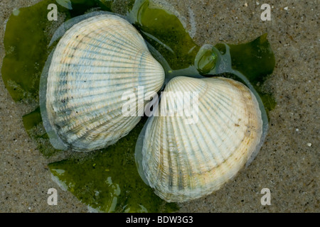 Herzmuscheln an einem Strand in den Niederlanden Stockfoto