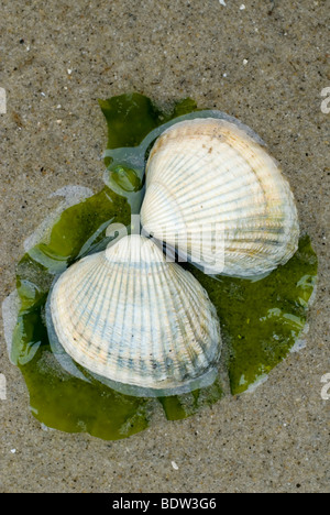 Herzmuscheln an einem Strand in den Niederlanden Stockfoto