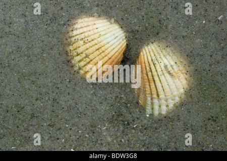 Herzmuscheln an einem Strand in den Niederlanden Stockfoto