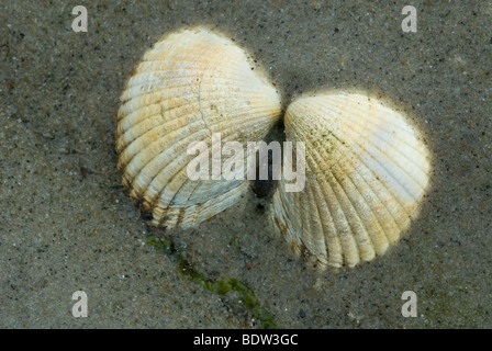 Herzmuscheln an einem Strand in den Niederlanden Stockfoto