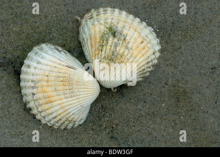 Herzmuscheln an einem Strand in den Niederlanden Stockfoto