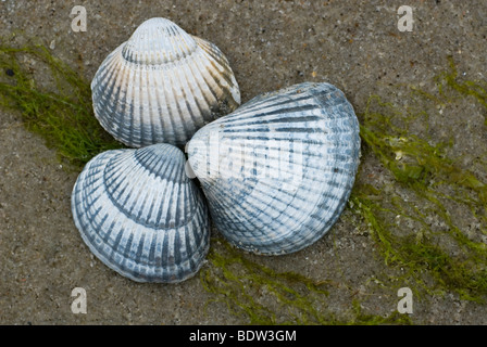 Herzmuscheln an einem Strand in den Niederlanden Stockfoto