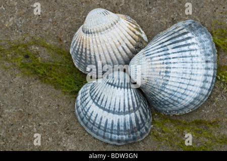 Herzmuscheln an einem Strand in den Niederlanden Stockfoto