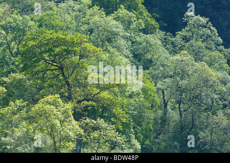 Gemischte Laubwald sessile Eiche und silberne Birke am Loch Aline, Morvern, Schottland. Juni. Stockfoto