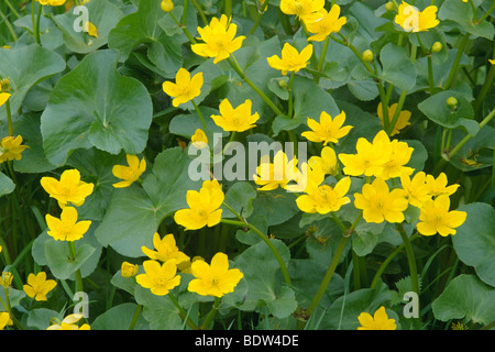 Marsh Marigold oder Hahnenfuß Caltha Palustris. Wiltshire. April. Stockfoto
