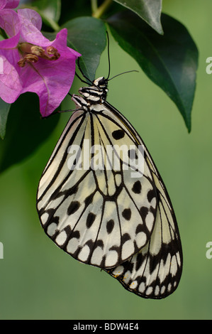 Idee Leuconoe, Papier-Drachen, Reispapier Schmetterling, sitzt auf einer Blume Stockfoto