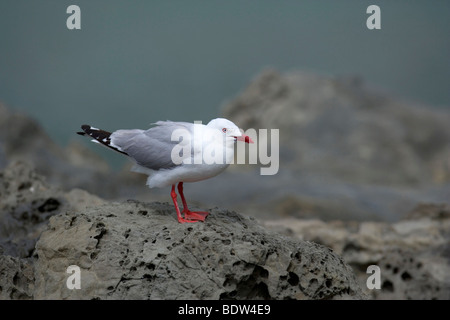 Larus Scopulinas, Erwachsenen ein sitzen auf verwitterten Felsen Ausschau, Kaikoura, Canterbury, Südinsel, Neuseeland Stockfoto