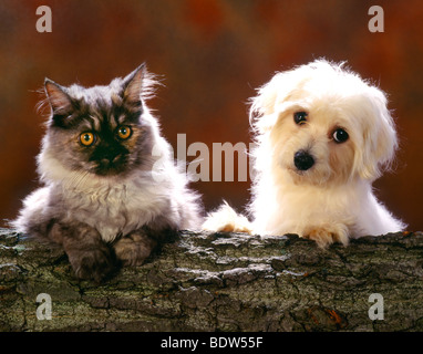 Hund und Katze Freunde Stockfoto