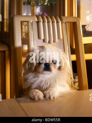 Pekingese durch eine Tabelle Stockfoto