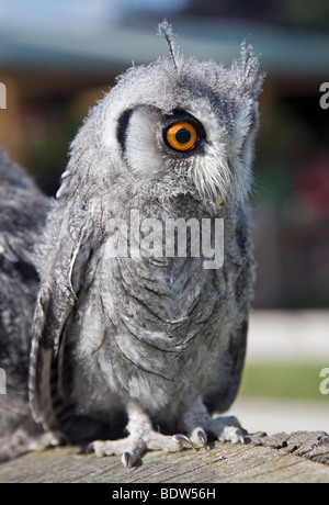 Weißen konfrontiert Zwergohreule Eule Küken (Ptilopsis Leucotis) Stockfoto