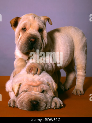 Shar-Pei Hunde Stockfoto