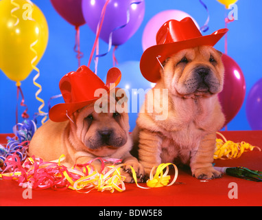 Shar Peis auf der party Stockfoto