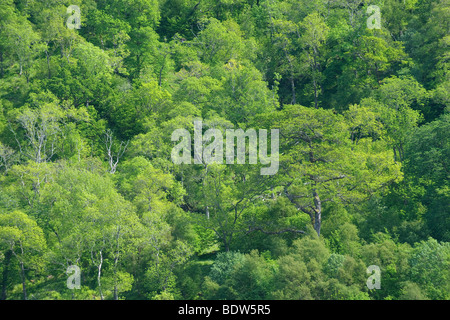 Gemischte Laubwald Silver Birch und Traubeneiche. Loch Aline, Morvern, Schottland. Juni. Stockfoto