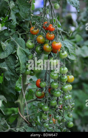 Im Gewächshaus Reife Strauchtomaten Stockfoto