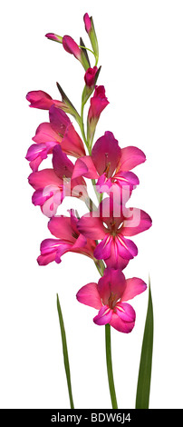 byzantinische Gladiole, fotografiert im studio Stockfoto