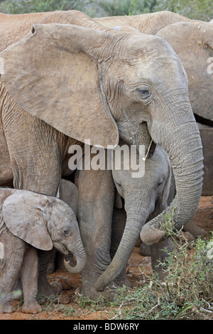 Familie Gruppe von afrikanischen Elefanten Loxodonta Africana in Addo National Park, Südafrika Stockfoto