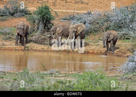 Afrikanische Elefanten Loxodonta Africana trinken in A Wasserloch im Addo National Park, Südafrika Stockfoto