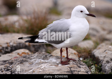 Grau-vorangegangene Möve Larus Cirrocephalus stehend auf A Rock In Hermanus, Südafrika Stockfoto