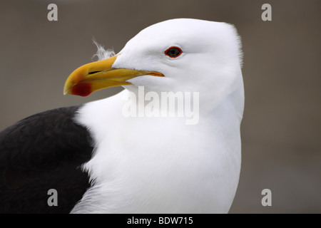 Head Of A Cape (Seetang) Gull Larus Dominicanus Vetula genommen im Tsitsikamma National Park, Südafrika Stockfoto