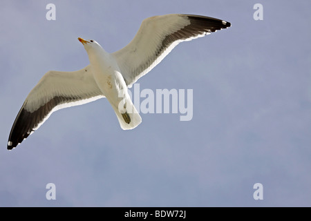 Kap (Seetang) Gull Larus Dominicanus Vetula im Flug am Boulders Beach, Simonstown, Südafrika Stockfoto