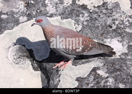 Gesprenkelte Taube Columba Guinea oben auf Tafelberg, Kapstadt, Südafrika Stockfoto