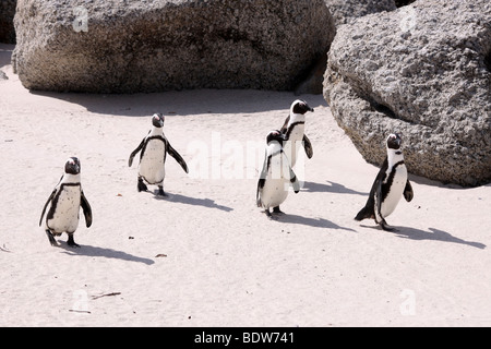 Gruppe der afrikanischen Pinguine Spheniscus Demersus am Boulders Beach, Simonstown, Südafrika Stockfoto