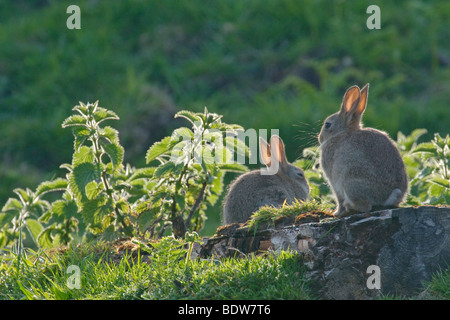 Baby-Kaninchen Oryctolagus Cuniculus in der Sonne aalen. Schottland. Stockfoto