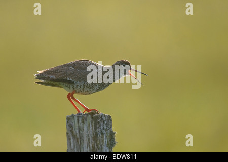 Gemeinsamen Rotschenkel Tringa Totanus Alarm ruft auf Isle of South Uist, Western Isles, Schottland. Stockfoto