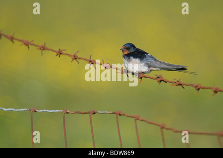 Rauchschwalbe Hirundo Rustica thront auf rostigen Stacheldrahtzaun. South Uist, Schottland. Stockfoto