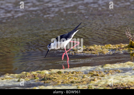 Schwarz geflügelte Stelzenläufer (Himantopus Himantopus) Angeln Stockfoto