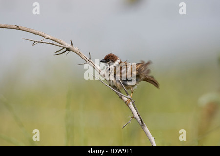 Eurasische Baum-Spatz (Passer; Momtanus) hocken auf einem Ast nach dem Baden schütteln Wasser aus Federn Stockfoto